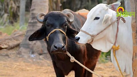 Livestock Schemes