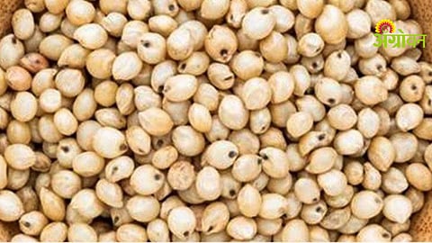 Jowar Procurement Issue