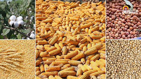 Agricultural commodity market trends Maharashtra