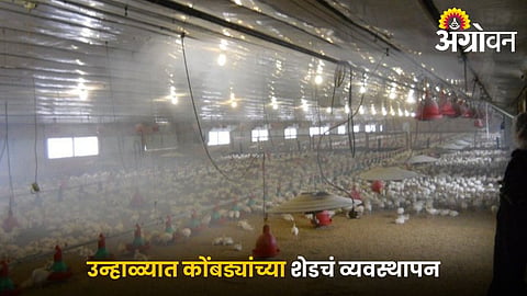 Poultry Shed Management in Summer