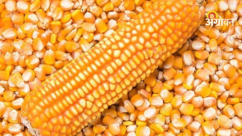 Maize arrivals in Khandesh today