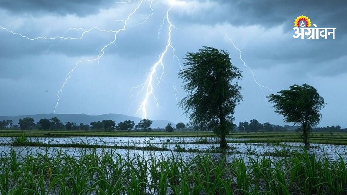 महाराष्ट्रात पावसाचा जोर ओसरला; घाटमाथ्यावर दमदार सरी