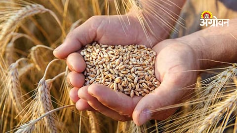 India wheat export after four years update