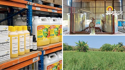 Lemongrass Farming