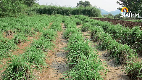 Fodder Production