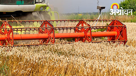 Wheat Yield