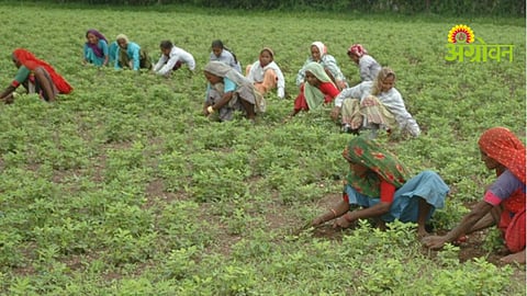 Migrant Worker