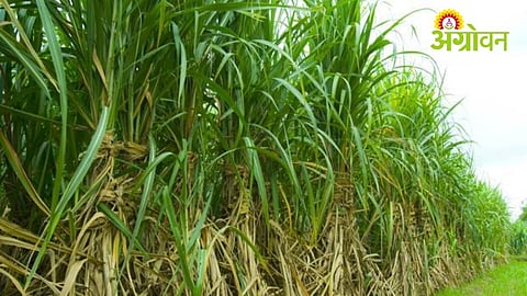 Sugarcane Cultivation Declines in Chopda