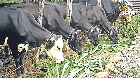 Animal Husbandry Department Demand