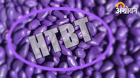 Illegal HTBT Cotton Seeds
