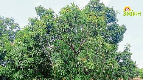 biochemical effects of climate change on crops