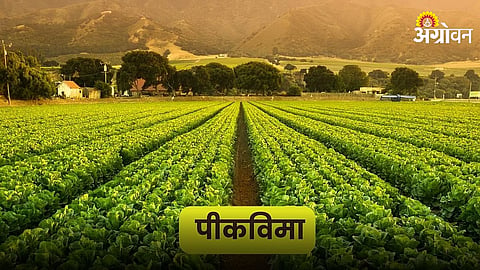 Hingoli Farmers Get Crop Insurance Support After Yield Drop