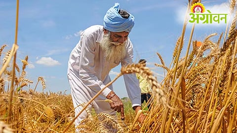 Wheat production