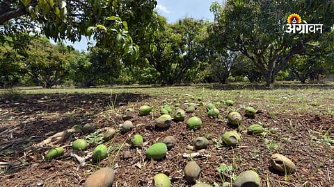 mango crop damage due to weather Maharashtra