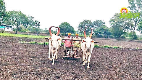 Summer Farming