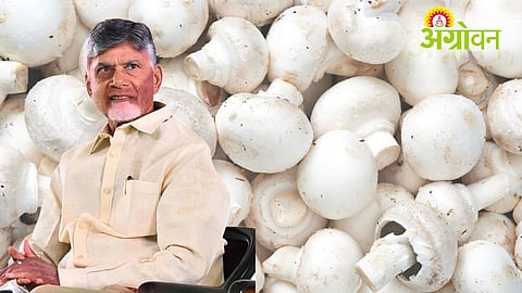 Mushroom Mission