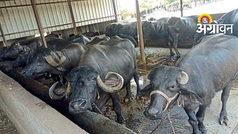 Livestock Safety
