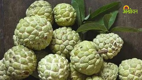 Custard apple marketing and processing chain