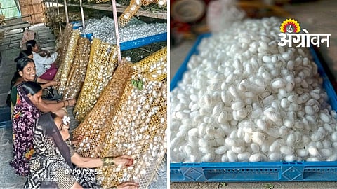 Sericulture Farming
