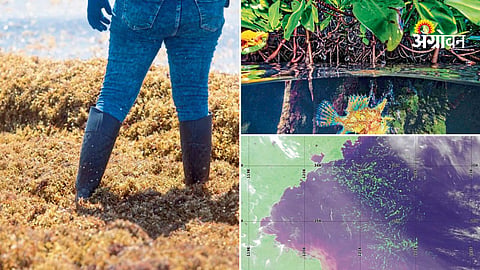 Use of artificial intelligence in ocean algae monitoring