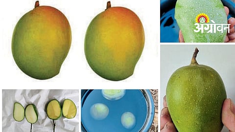 how to identify ripe mangoes on tree