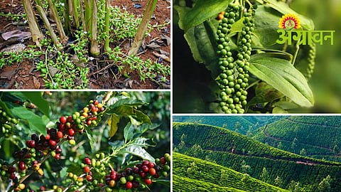 Spice Crops Farming