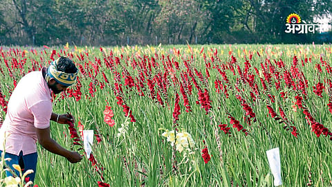Digitalization in floriculture sector India