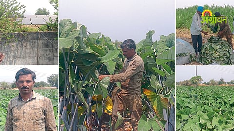 alu farming success story India year round market