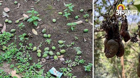 Mango and Cashew Crop Loss Assessment Begins in Sindhudurg