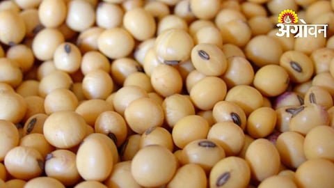 Soybean price rise in Vidarbha Maharashtra