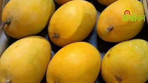 Hapus Mango Prices