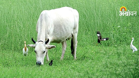 Animal Diseases: