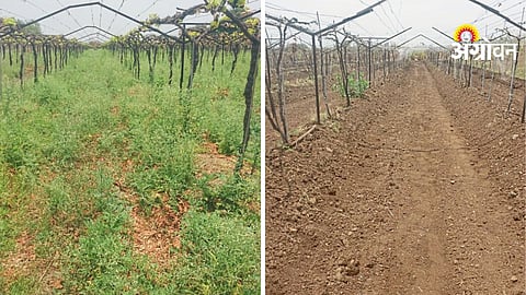 Orchard Management