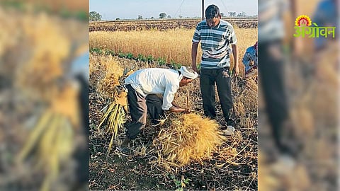 Paddy Prices Drop