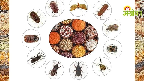Grain Storage Pests Management