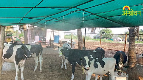 Maharashtra Rain Forecast