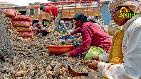 Turmeric Seed Prices