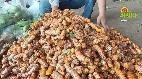 Turmeric Varieties