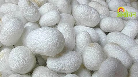 Silk Cocoon Production