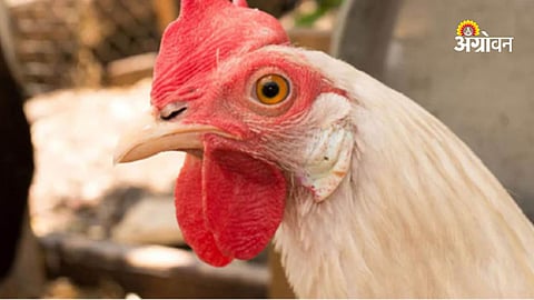Heatwave impact on poultry farming