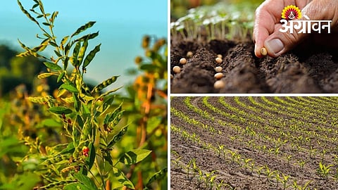 Sustainable Farming Possible Even with Less Rain