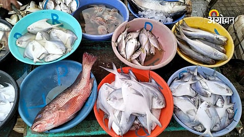 Fish price increase in Konkan tourism season