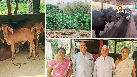 Dairy farming success story in Maharashtra