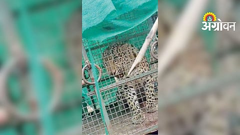 Leopard Captured