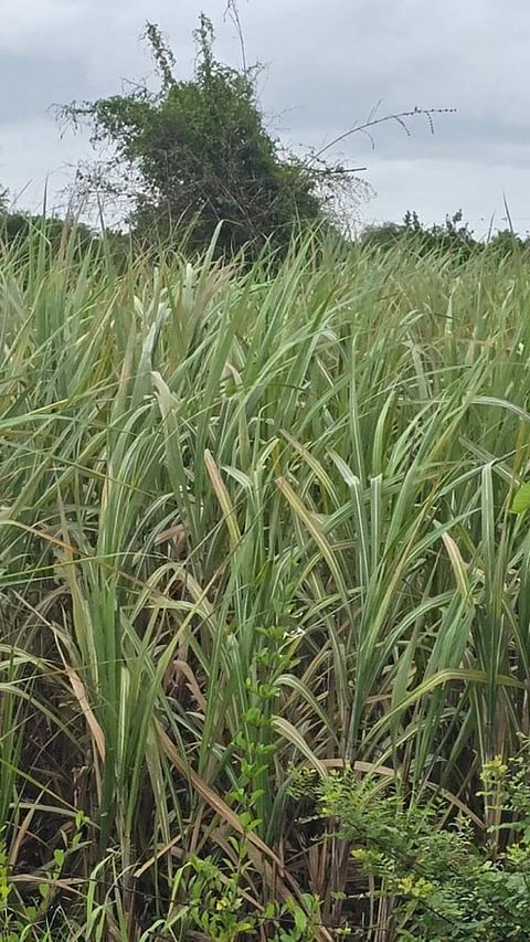 Less Water Stress Sugarcane
