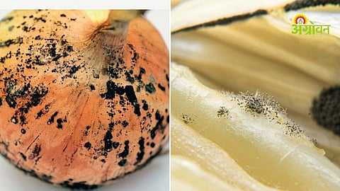 Post harvest onion disease management techniques