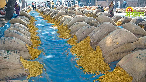 Turmeric Prices Drop