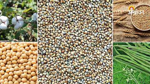 Daily agri market price updates Maharashtra