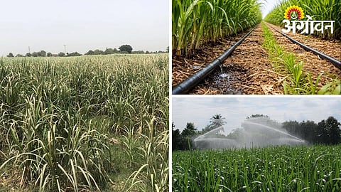 Management of sugarcane crop under water scarcity conditions.