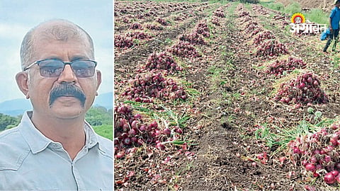 Onion crop planning techniques for higher yield